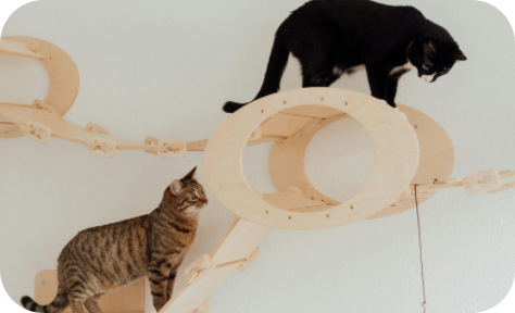 A striped cat and a black cat playing with each other