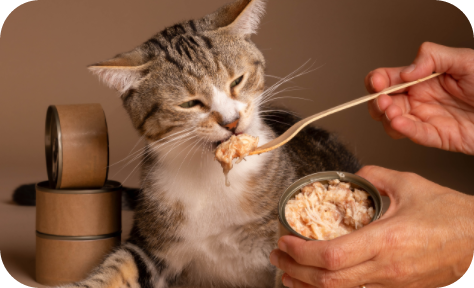 A gray striped cat being fed canned fish