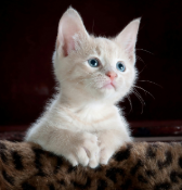 White kitten sitting with its paws folded, looking up