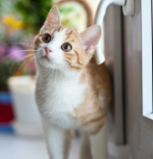 White and ginger cat