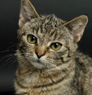 Portrait photo of a tabby cat