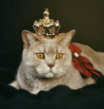 A large, majestic cat wearing a royal crown