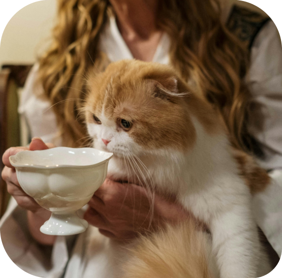 Cat drinking milk from a cup