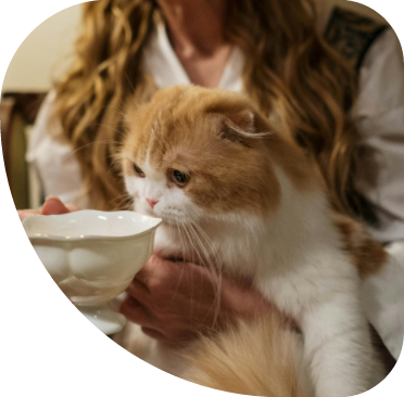 Cat drinking milk from a cup