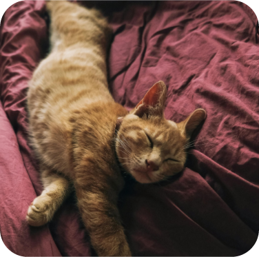A cat lounging sprawled out on a bed
