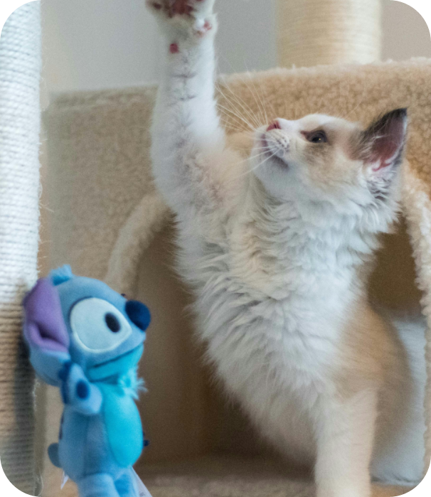 A white kitten playing with a soft toy near its little house