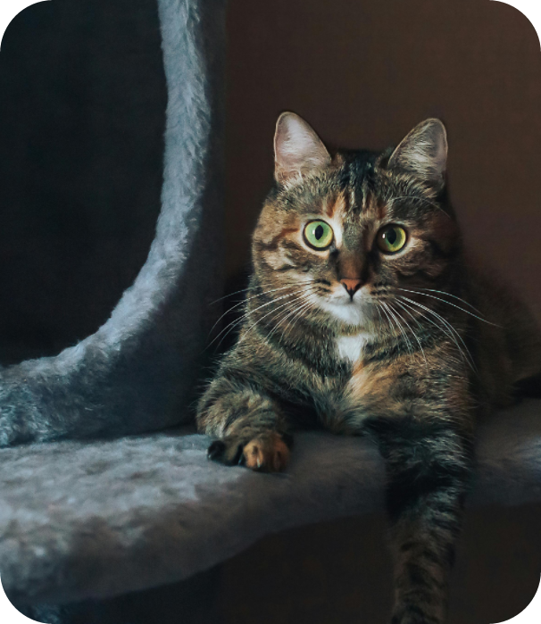 A striped cat lying on a pet bed