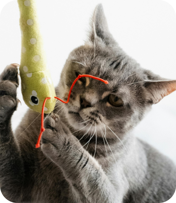 A gray cat playing with a soft snake toy