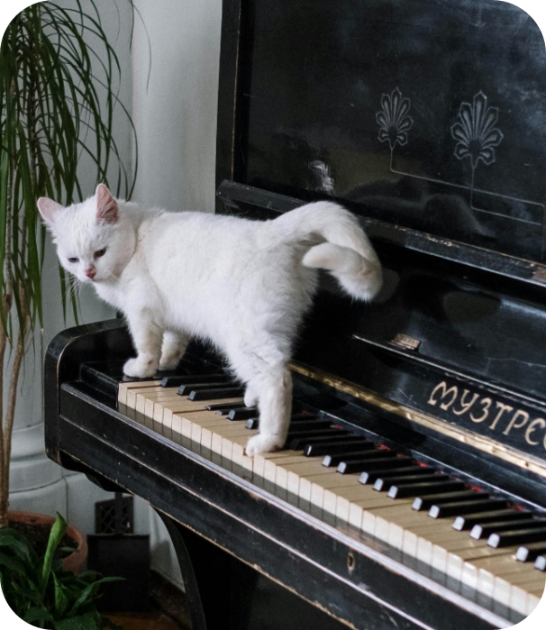 A white cat walking on the piano keys