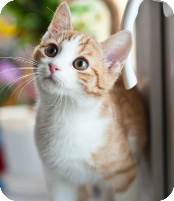 A white-and-orange kitten staring intently