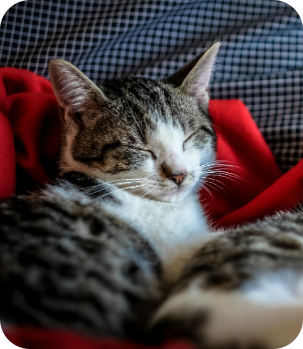 A white-and-striped cat blissfully sleeping on blankets